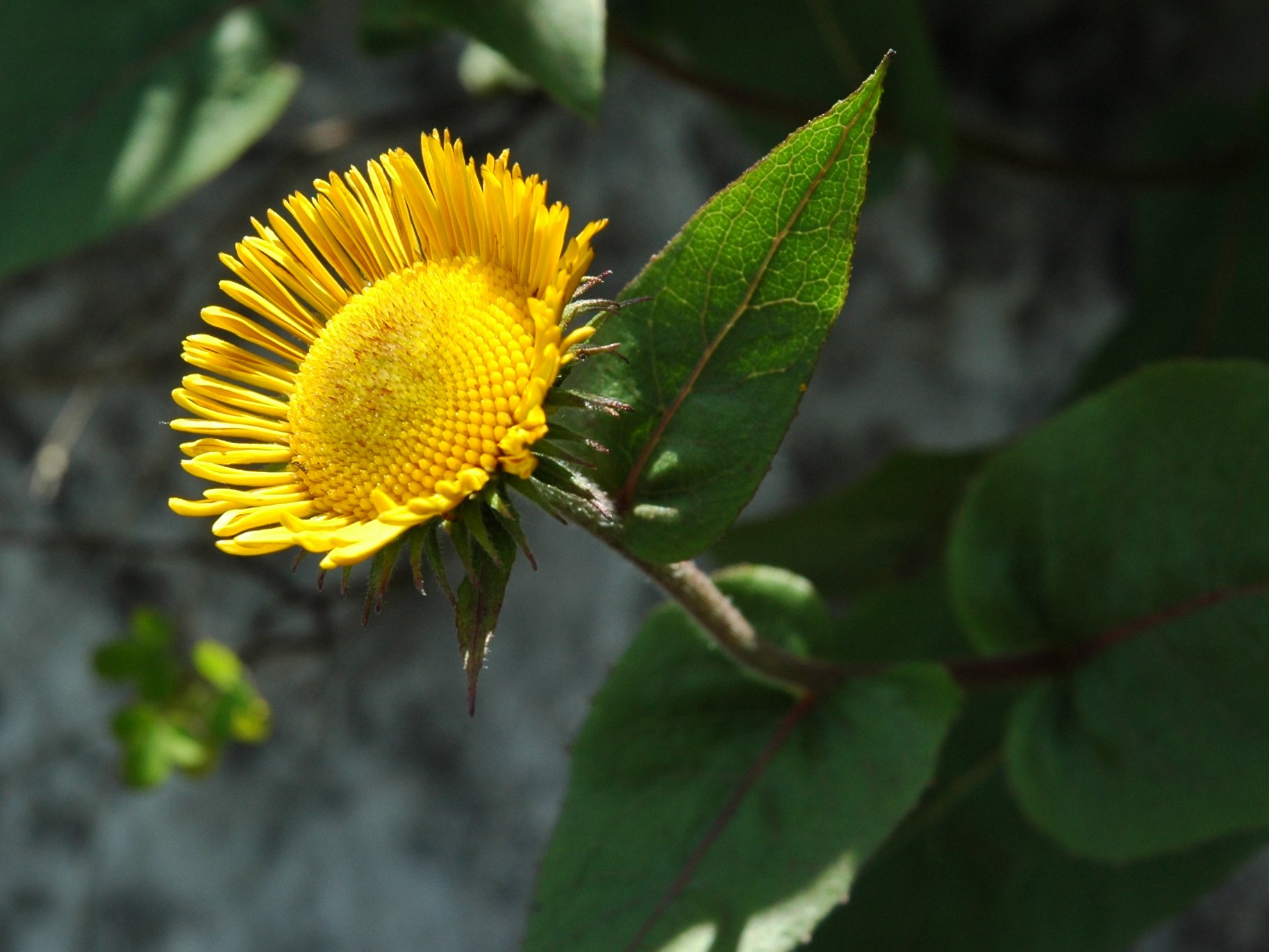 Xerolekia (=Telekia) speciosissima / Erba regina